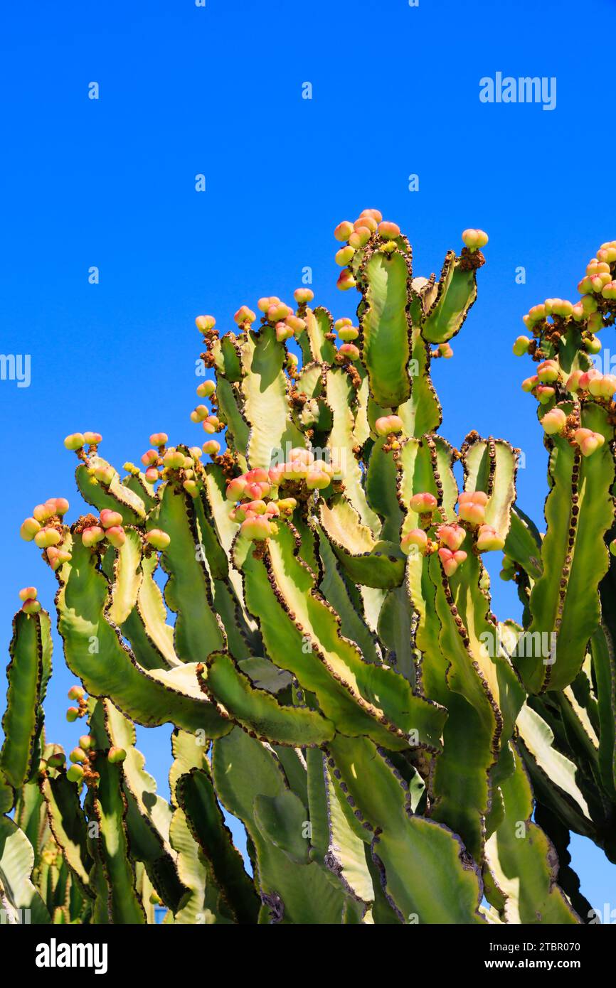 Fioritura di Cactus, Arrecife, Lanzarote, Las Palmas, Spagna Foto Stock