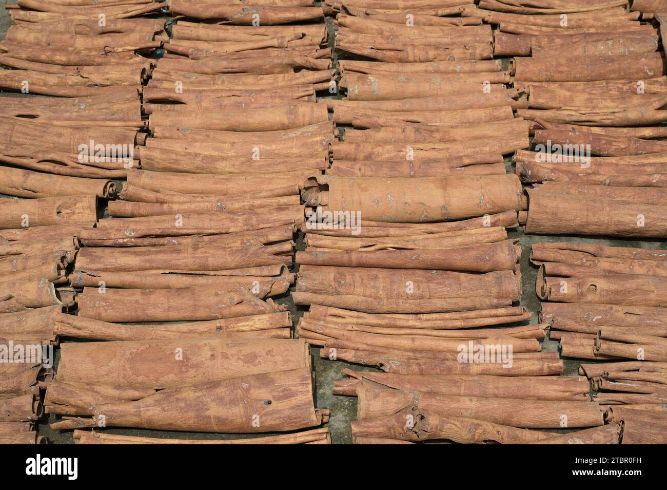 VIETNAM, provincia di Yen Bai, villaggio di Nam Lanh, allevamento di spezie alla cannella, la corteccia del canmone è utilizzata per le spezie, trasformazione della corteccia di cannella, essiccazione / Zimtanbau, Die Rindes des Zimtbaums wird für Zimtgewürz verwendet, Verarbeitung von Zimtrinde, Trocknung der Zimtrinde Foto Stock