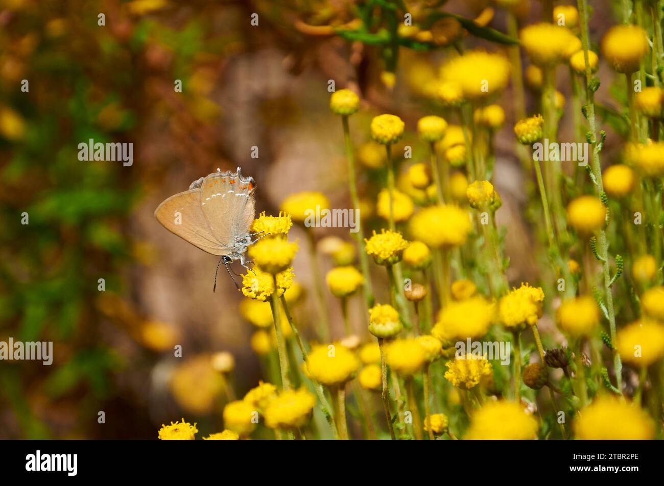 Falsa striscia di capelli ilex (Satyrium esculi) farfalla su fiori di cotone lavanda (Santolina chamaecyparissus) (Llíber, Marina alta, Alicante, Spagna) Foto Stock