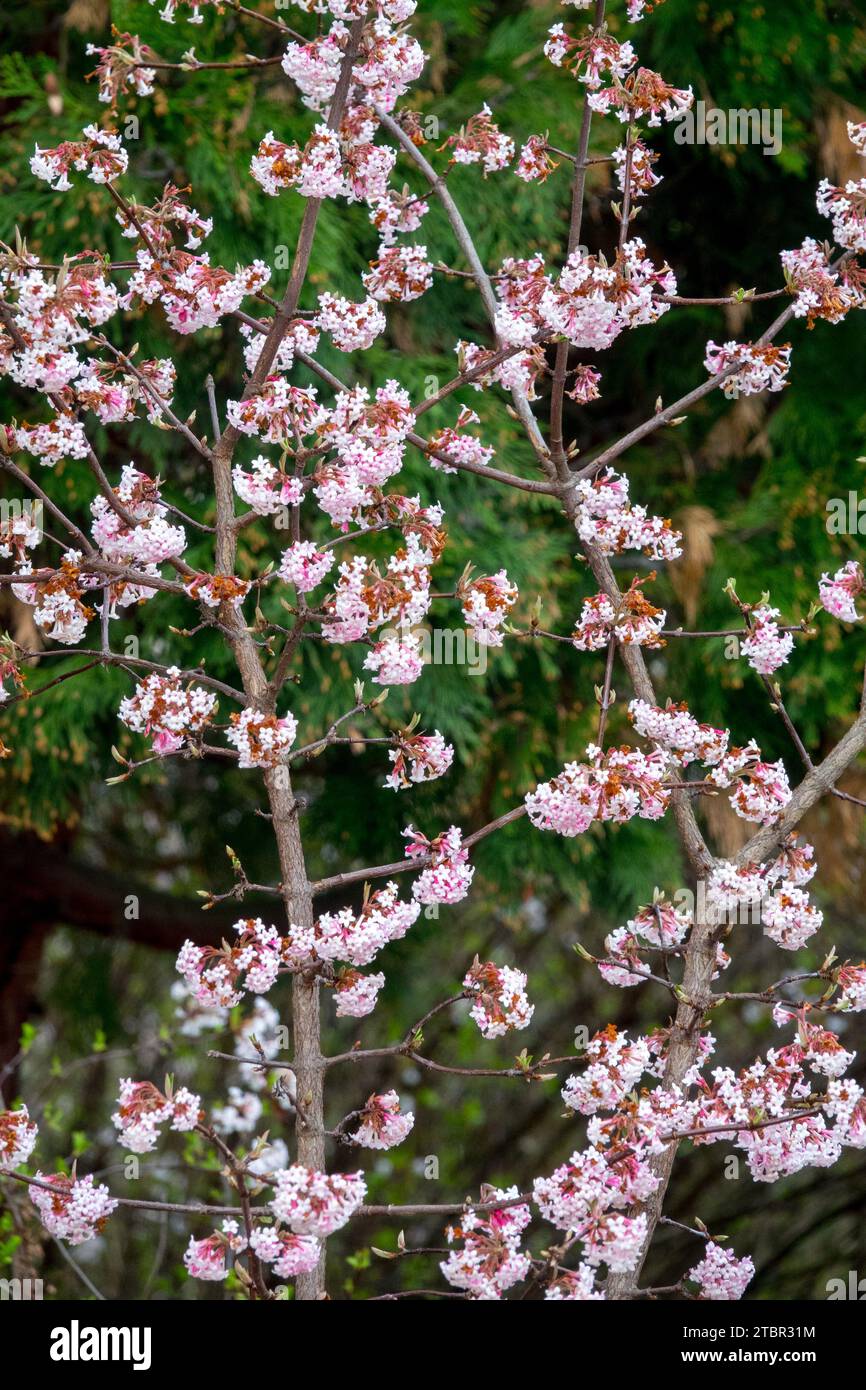 Luce, Rosa, Blossoms, Viburnums, Late, inverno, fioritura, arbusti, fioritura, febbraio, Viburnum "Dawn" Foto Stock