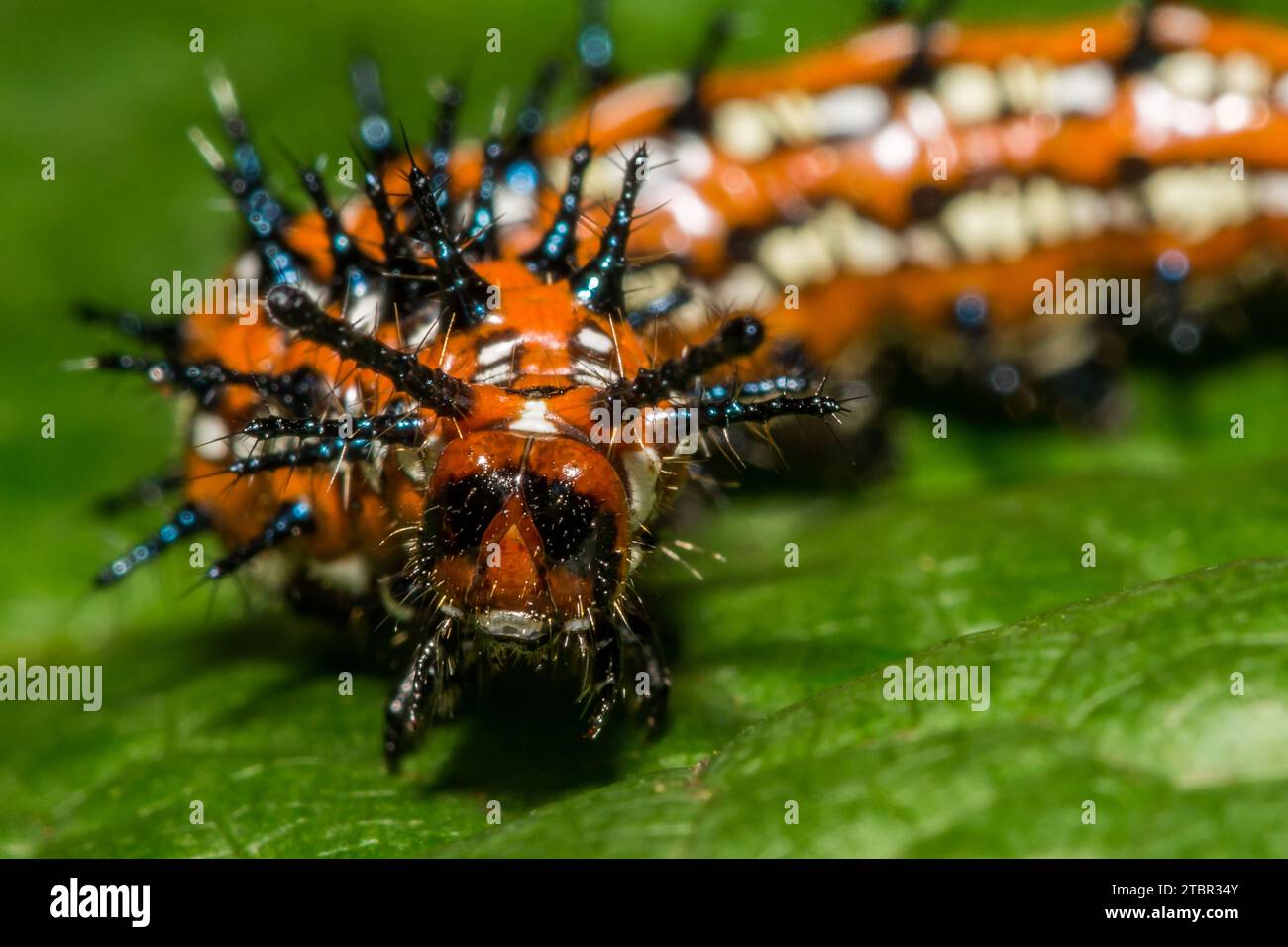 Caterpillar Fritillary variegato - Euptoieta claudia Foto Stock