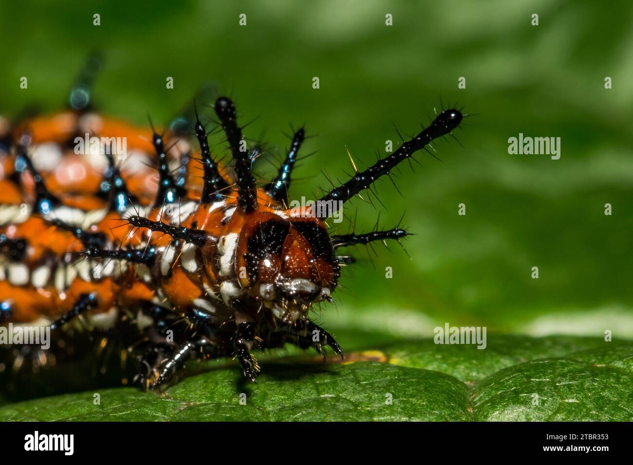 Caterpillar Fritillary variegato - Euptoieta claudia Foto Stock