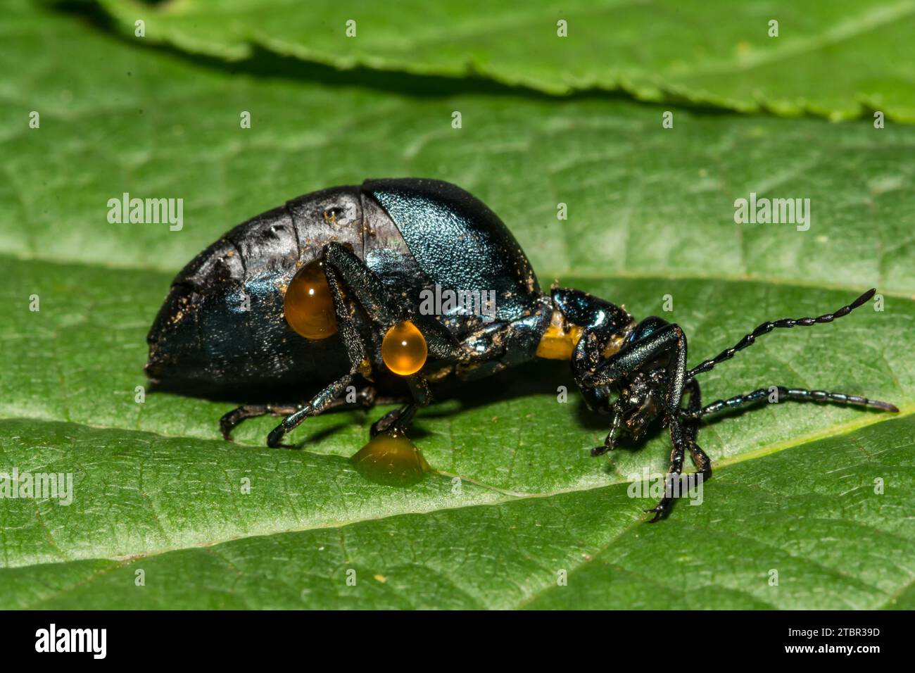 American Oil Beetle - Meloe americanus Foto Stock