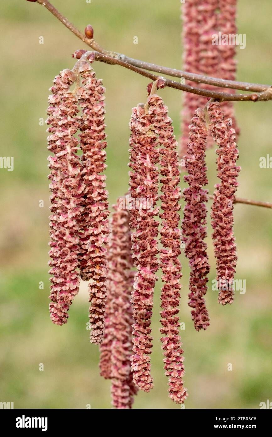 Febbraio, Catkins, Corylus, inflorescenza, Red Filbert, Corylus maxima, fioritura, lungo, Catkin Foto Stock