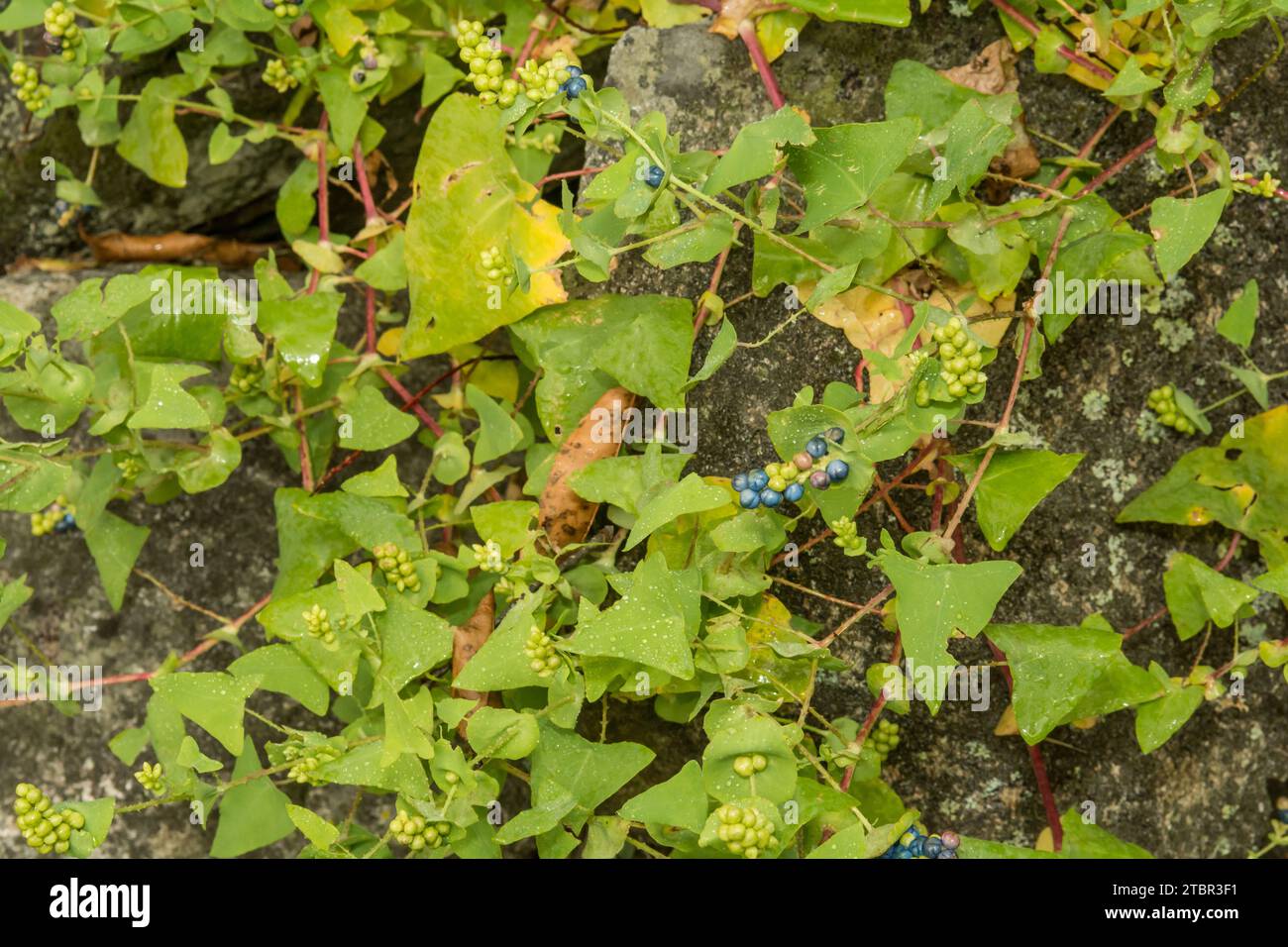 Erbacce miglio al minuto - Persicaria perfoliata Foto Stock