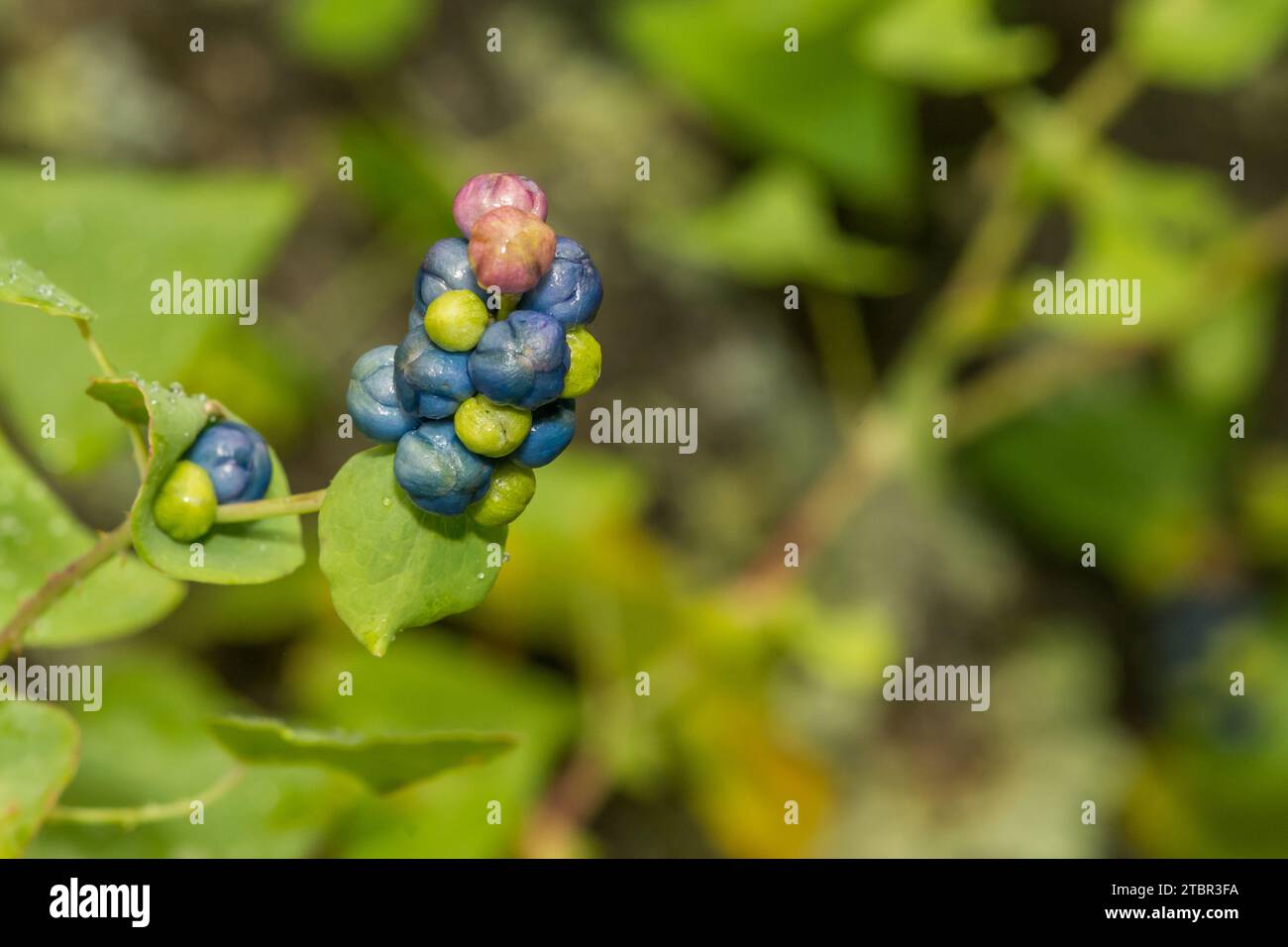 Erbacce miglio al minuto - Persicaria perfoliata Foto Stock