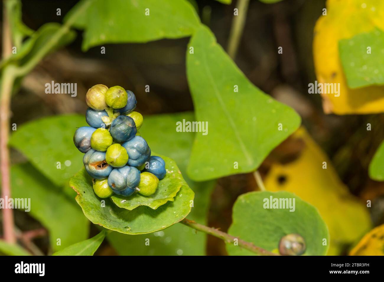Erbacce miglio al minuto - Persicaria perfoliata Foto Stock