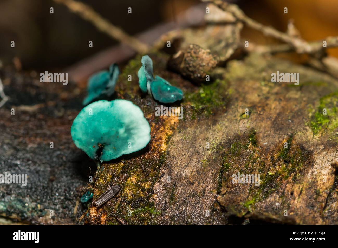 Verde - Elfcup Chlorociboria aeruginascens Foto Stock