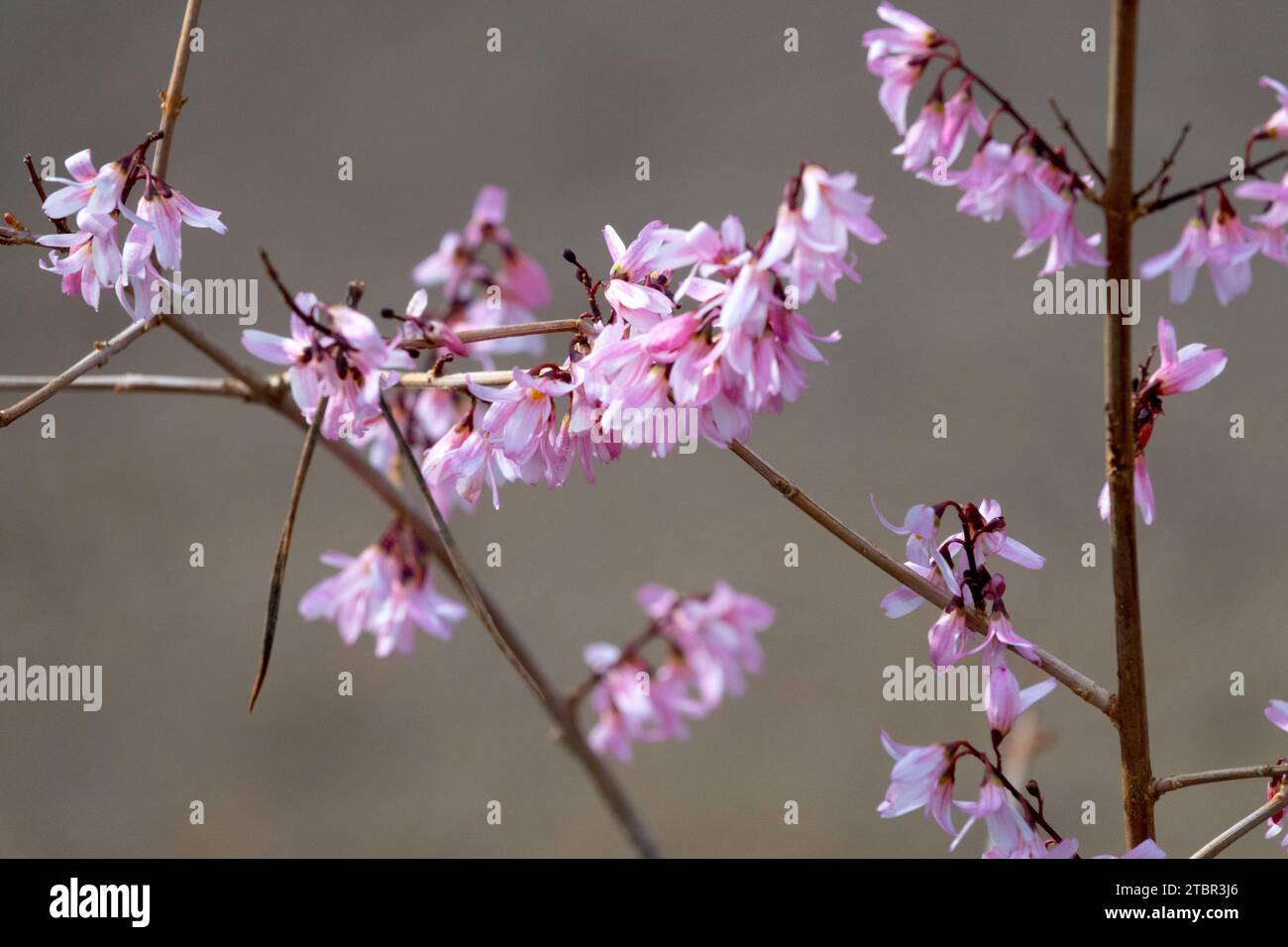 Fioritura, fiorisce sui rami, luce, Forsythia Rosa, Inverno, fioritura, arbusti, Abeliophyllum distichum Foto Stock