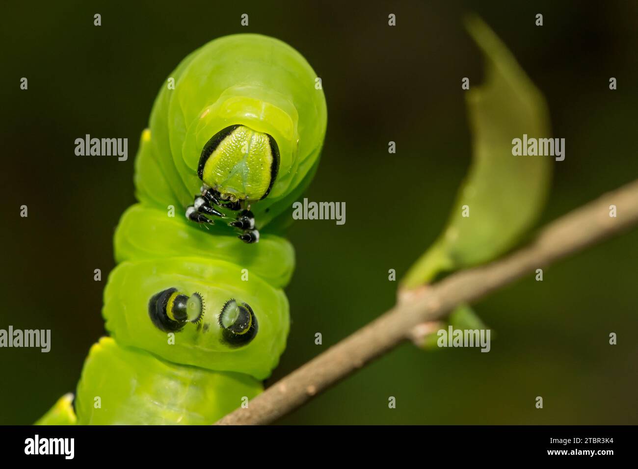 Laurel Sphinx Caterpillar - Sphinx kalmiae Foto Stock