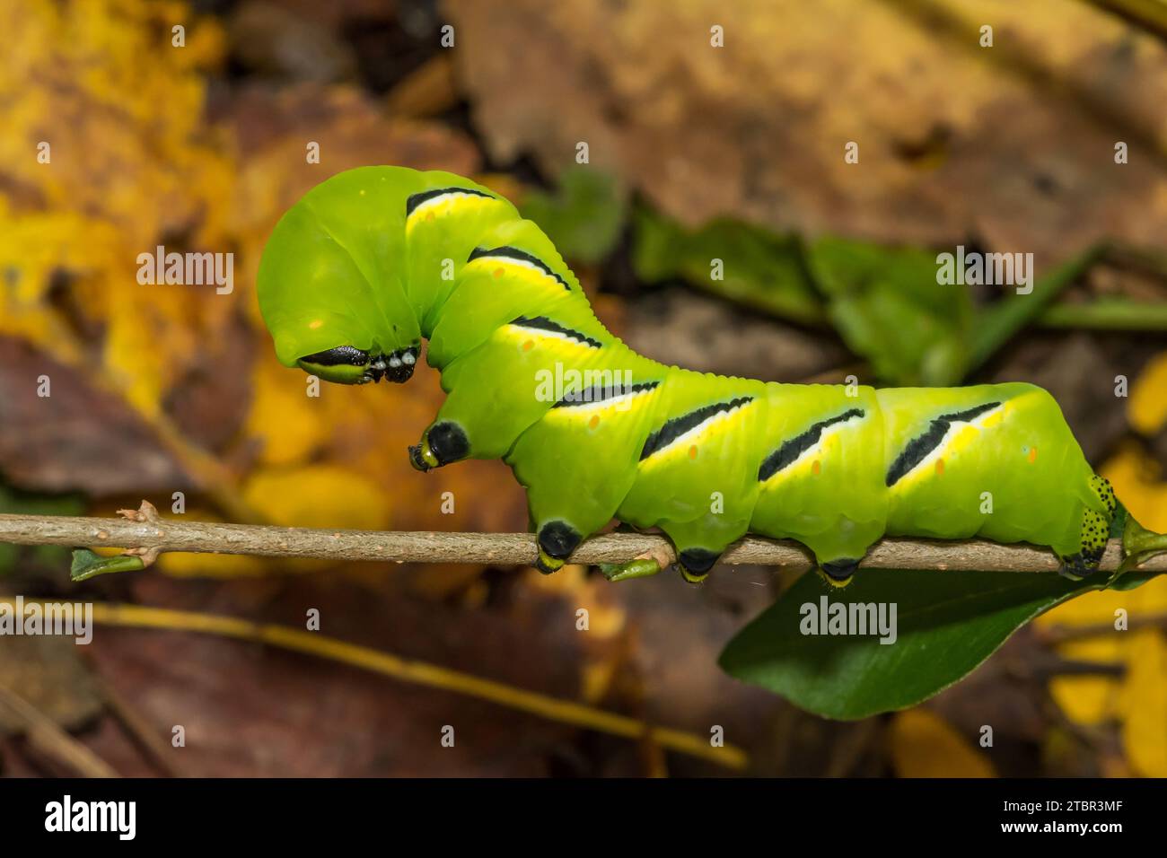 Laurel Sphinx Caterpillar - Sphinx kalmiae Foto Stock