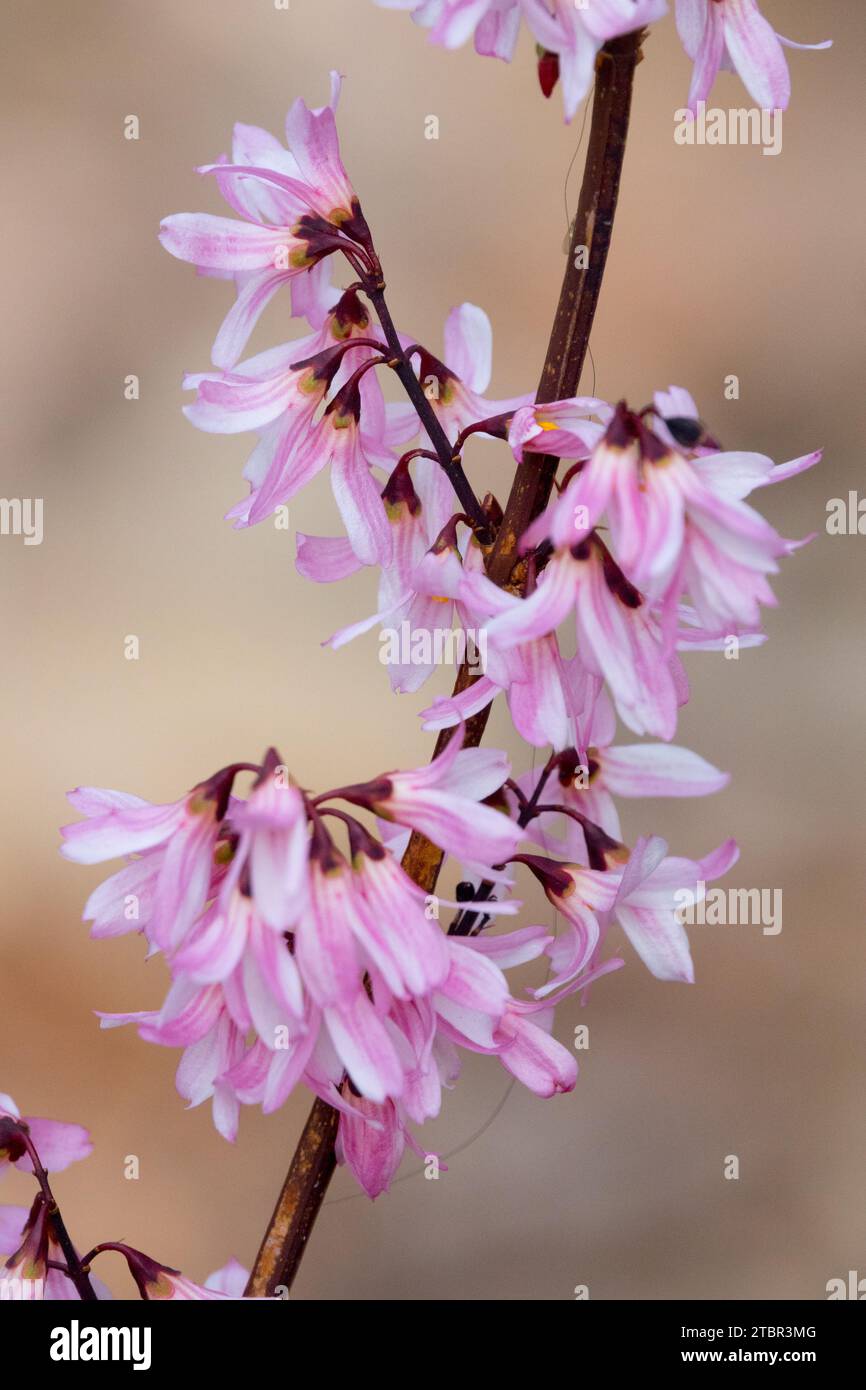 Coreano Abelia rosa Forsythia Abeliophyllum distichum 'Roseum' Fiori che fioriscono in inverno febbraio Fiori Arbusto fiorito primo piano dell'Abelia asiatica rosa Foto Stock