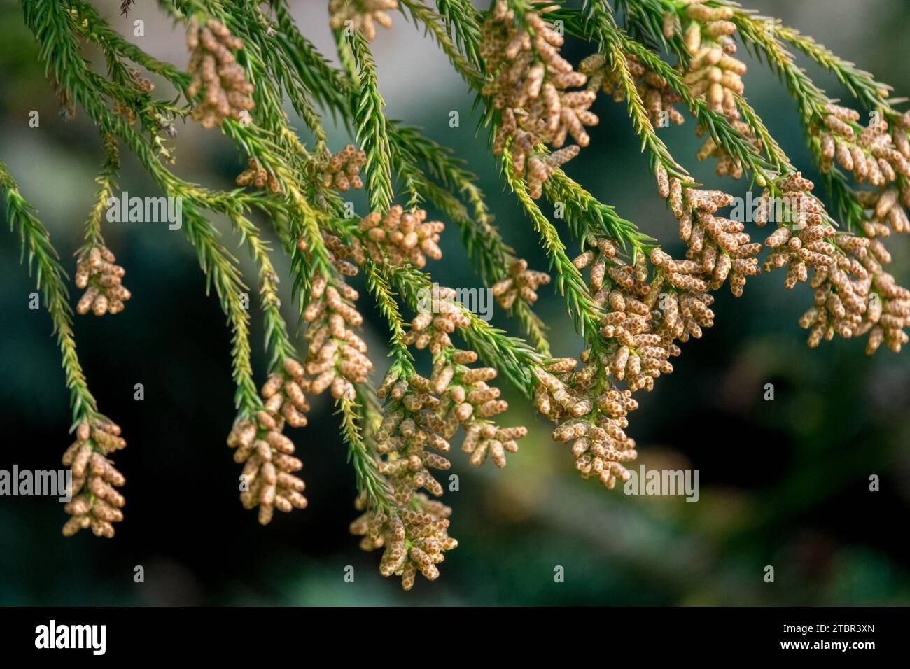 Cryptomeria japonica, inverno, cedro giapponese, coni Cryptomeria japonica "Hungarian Gold" coni maschi per primo piano Foto Stock