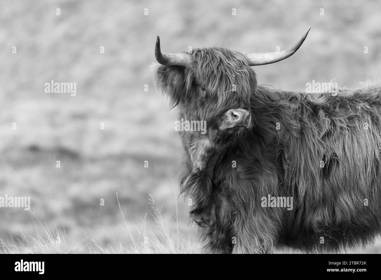 Highland mucca, Scozia Foto Stock