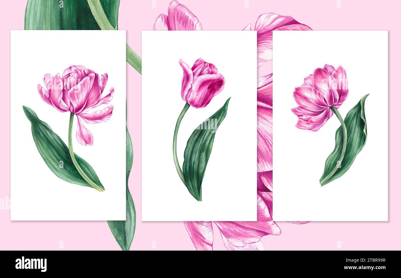 Cartoline con tulipani ad acquerello. Tulipani fatti a mano. Carte tulipano rosa acquerello per creare biglietti, loghi, banner, siti Web, ecc. Foto Stock