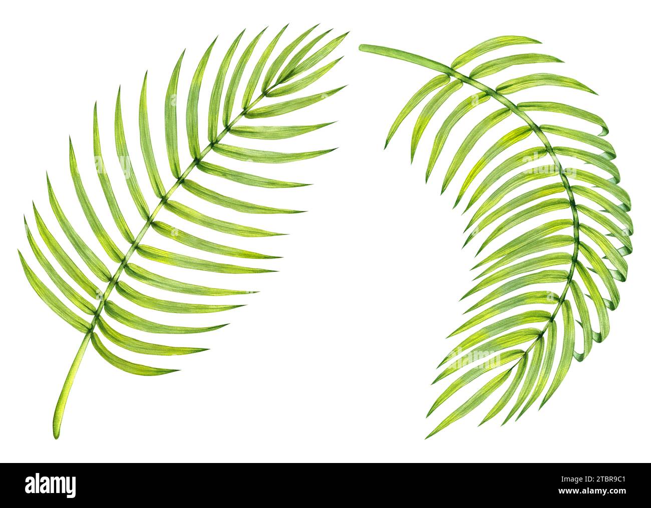 Acquerello foglie tropicali di palma da dattero. Rami di palme tropicali con lunghe e sottili foglie isolate disegnate a mano su uno sfondo bianco. Foglie per la progettazione Foto Stock
