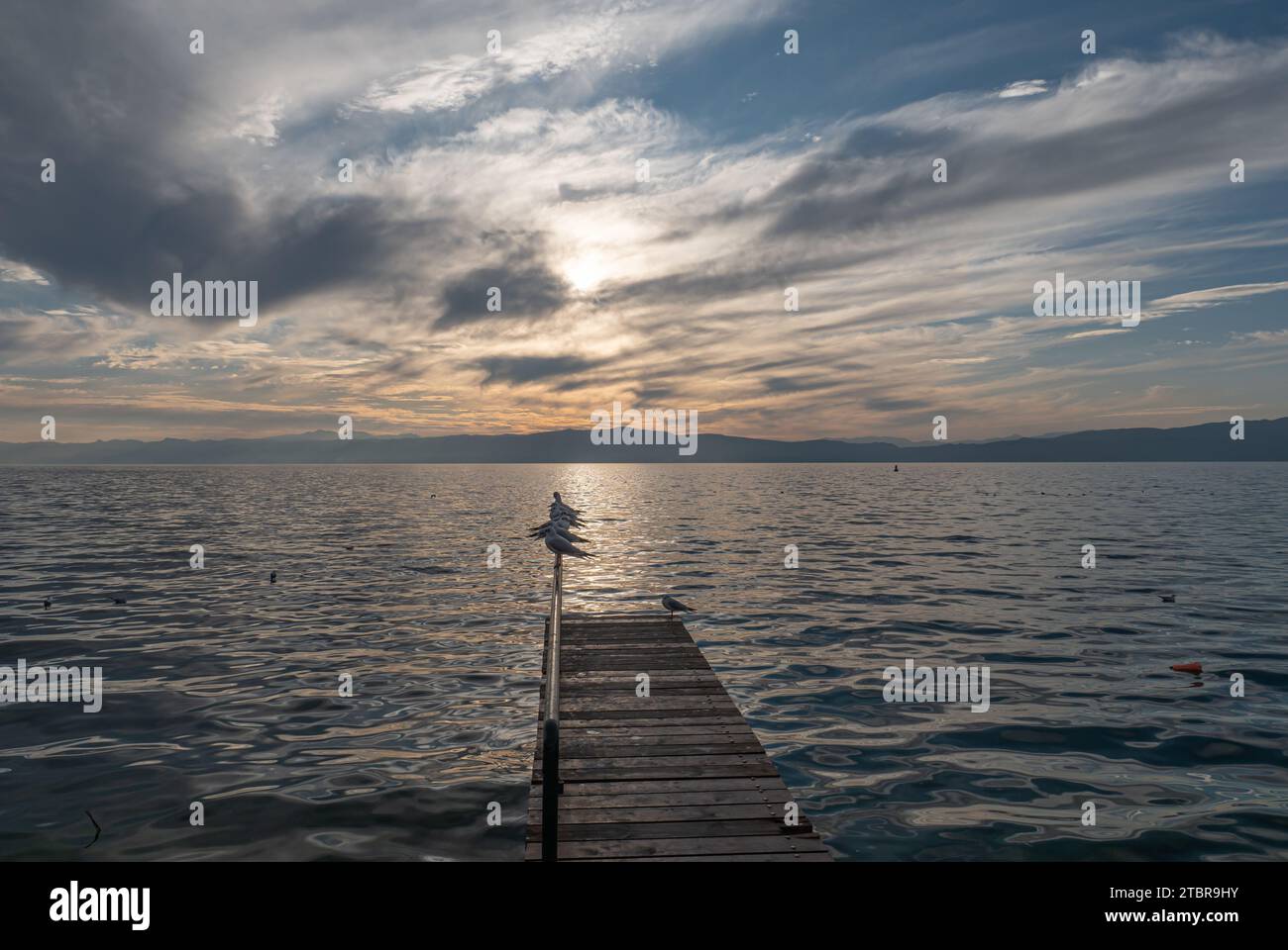 Uccello Seagull in piedi al tramonto, tramonto lago Foto Stock