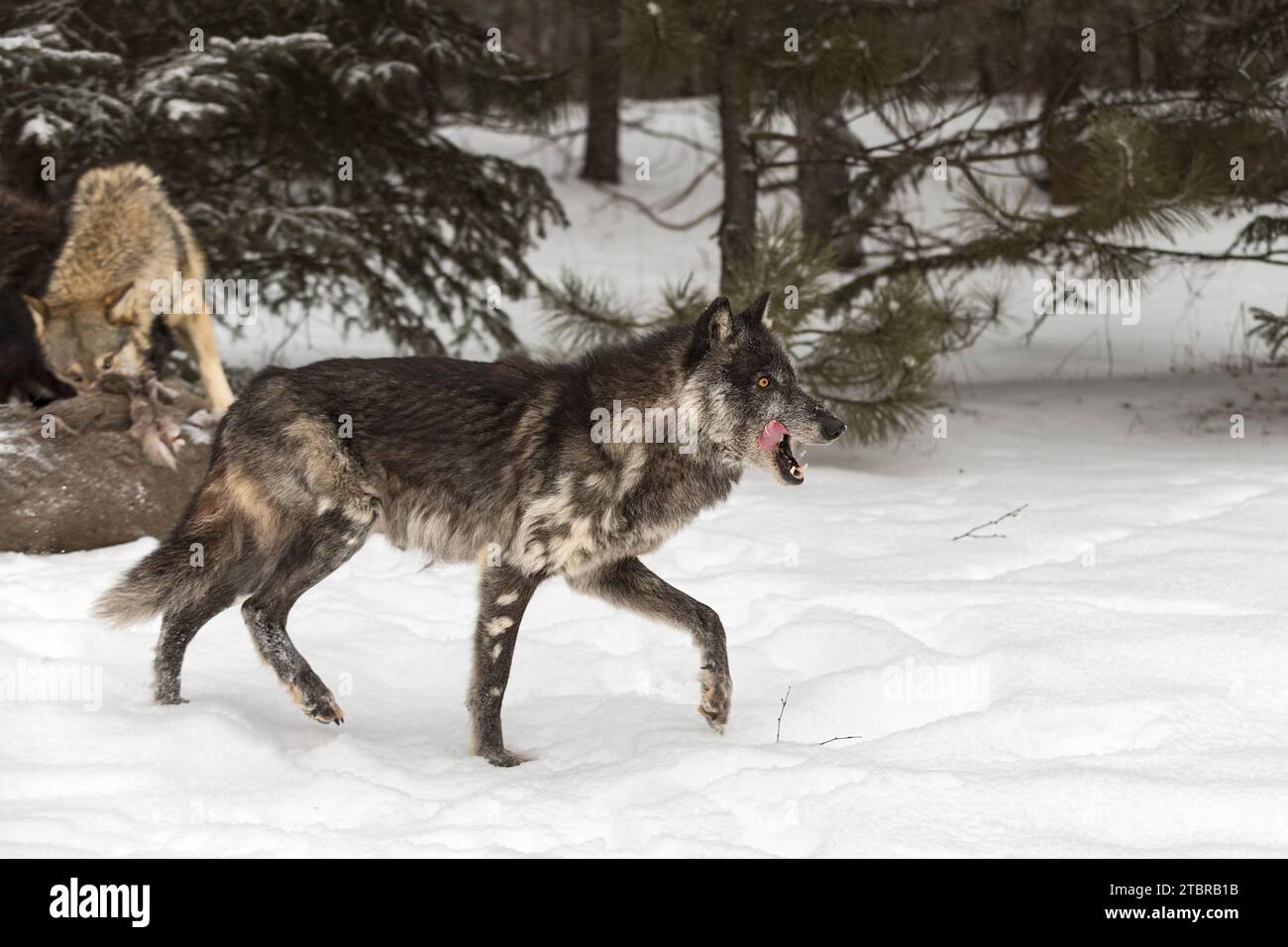 Black Phase Grey Wolf (Canis lupus) a pochi passi dalla carcassa di cervi Licking Chops Winter - animali in cattività Foto Stock