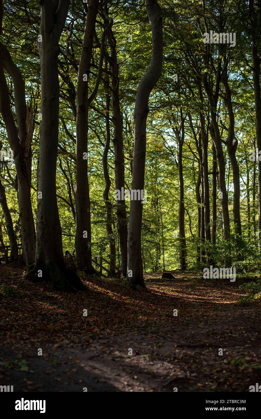 Faggio e altri alberi decidui sulle scogliere di Möns Klint, Mön, Danimarca Foto Stock