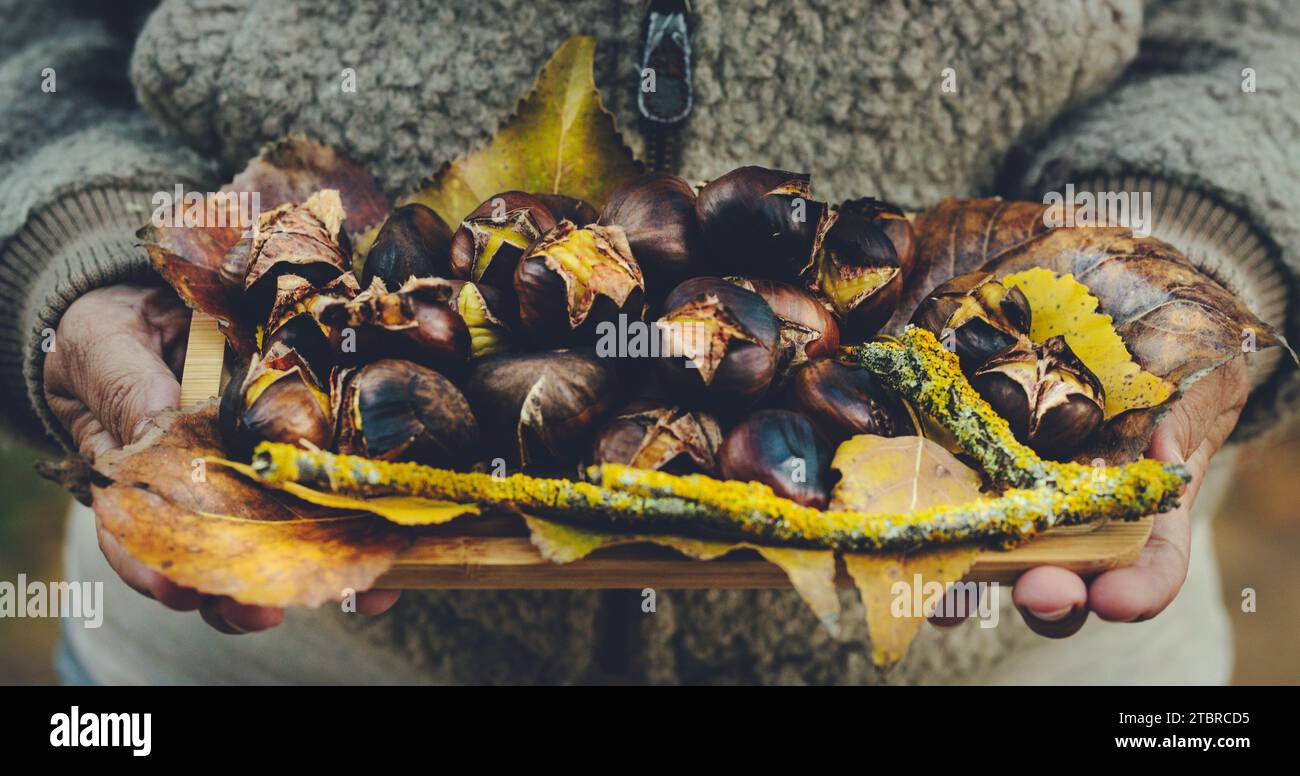 Primo piano delle mani di una donna che tiene un piatto con la frutta delle castagne. Decorazione di sfondo di colore autunno-inverno. Concetto di superfood stile di vita sano. Castagne arrostite. Colore marrone/giallo Foto Stock