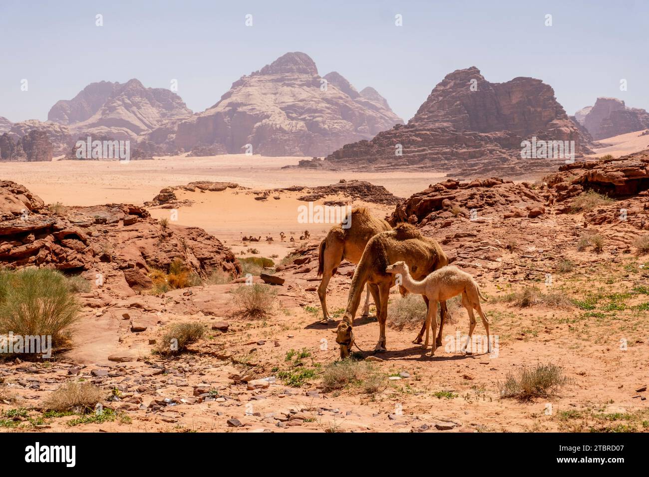 Dromedari nel deserto del Wadi Rum in Giordania, Asia Foto Stock
