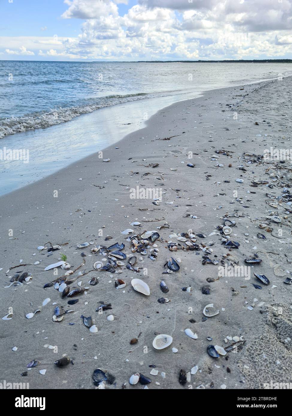 Germania, Meclemburgo-Pomerania occidentale, penisola Fischland-Darß-Zingst, Prerow, cozze e alghe marine sul fondo sabbioso lungo la costa baltica Foto Stock