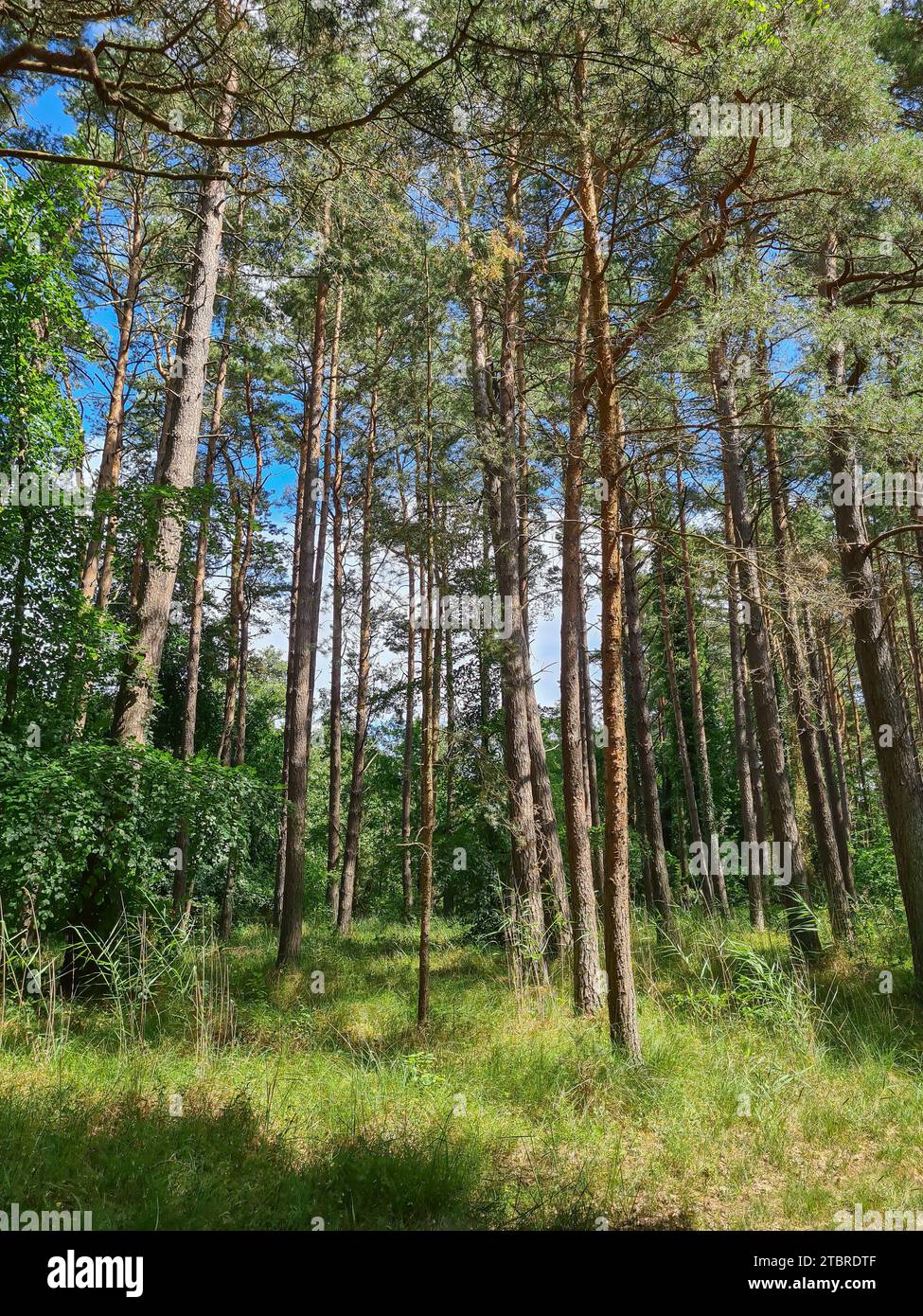 Germania, Meclemburgo-Pomerania occidentale, penisola Fischland-Darß-Zingst, parco nazionale Vorpommersche Boddenlandschaft, sentiero circolare per escursioni Darßer Ort, pineta al sole Foto Stock