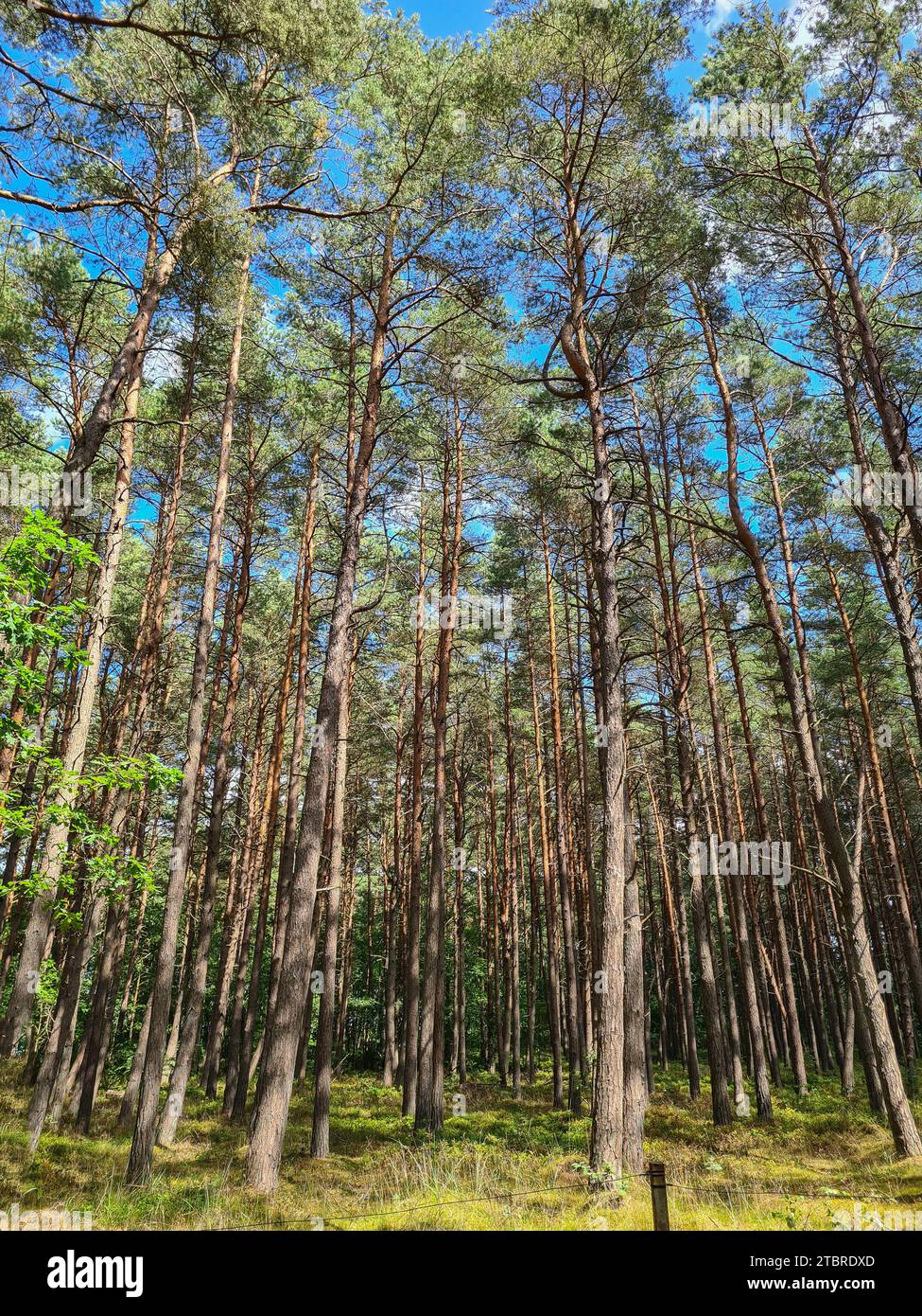 Germania, Meclemburgo-Pomerania occidentale, penisola Fischland-Darß-Zingst, parco nazionale Vorpommersche Boddenlandschaft, sentiero circolare per escursioni Darßer Ort, divertimento e tranquillità nella riserva naturale Foto Stock