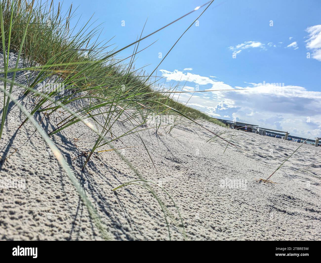 Germania, Meclemburgo-Pomerania occidentale, penisola Fischland-Darß-Zingst, sabbia fine con erba da spiaggia al sole in una giornata estiva a Prerow Foto Stock