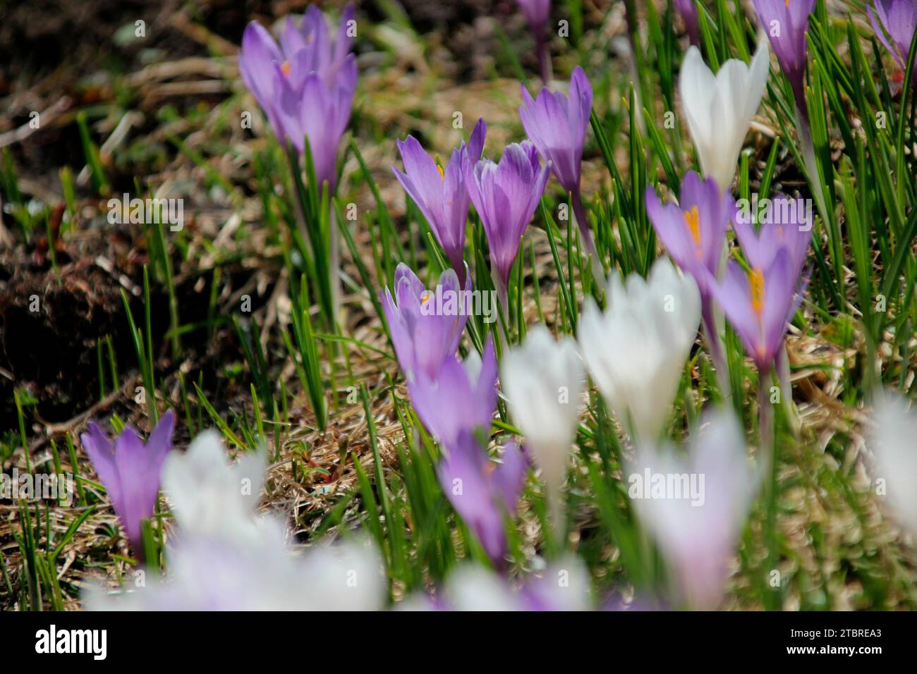 La molla di crochi, crocus vernus ssp. albiflorus crocus, prato, Foto Stock