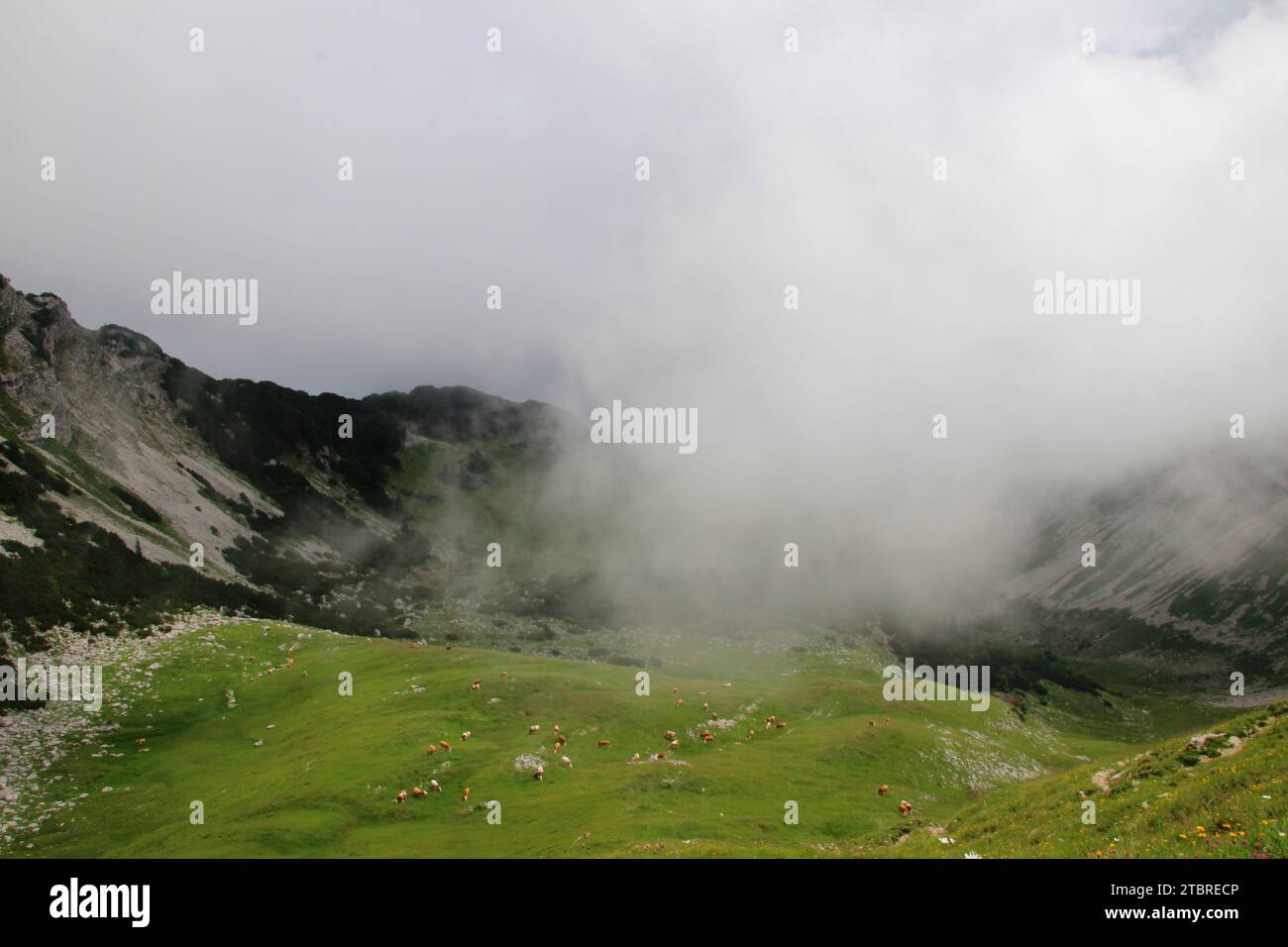 Vista dalla capanna Tölzer (1835 m) sotto la cima dello Schafreuter (2102 m) nel Karwendel nel Bächental, tranquille mucche al pascolo sul lussureggiante gr Foto Stock