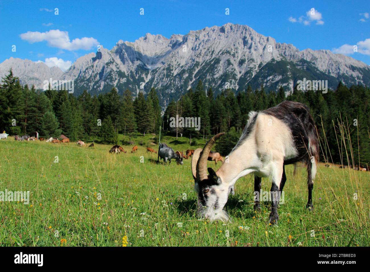 Capre sul prato di montagna di fronte ai monti Karwendel, capra pavone in primo piano, mandria di capre, pascolo, confine di foresta, Germania, Baviera, alta Baviera, Mittenwald Foto Stock