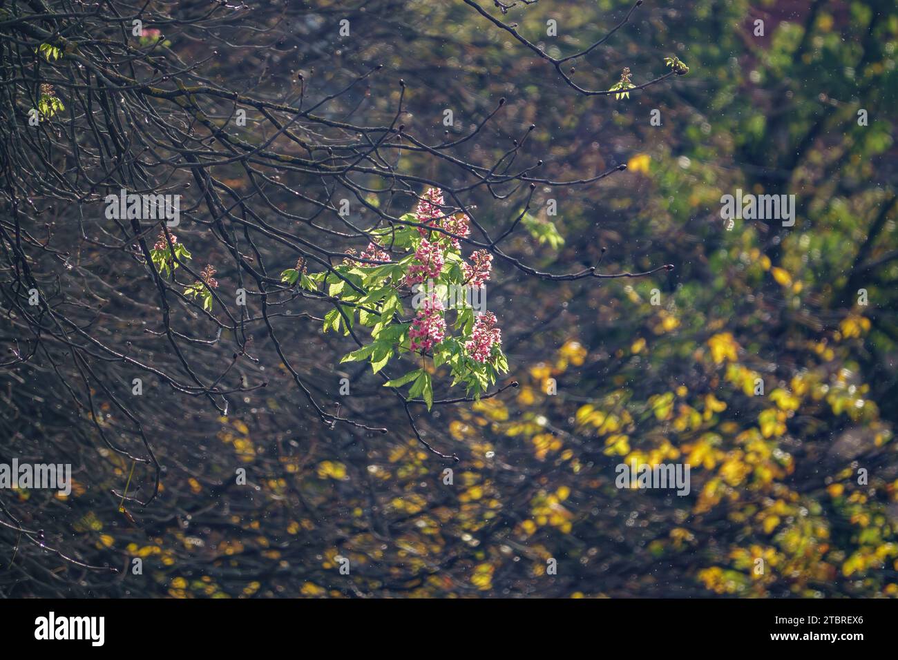 Germania, Baden-Württemberg, Stoccarda, cambiamento climatico utilizzando l'esempio di un castagno fiorito di emergenza in autunno Foto Stock