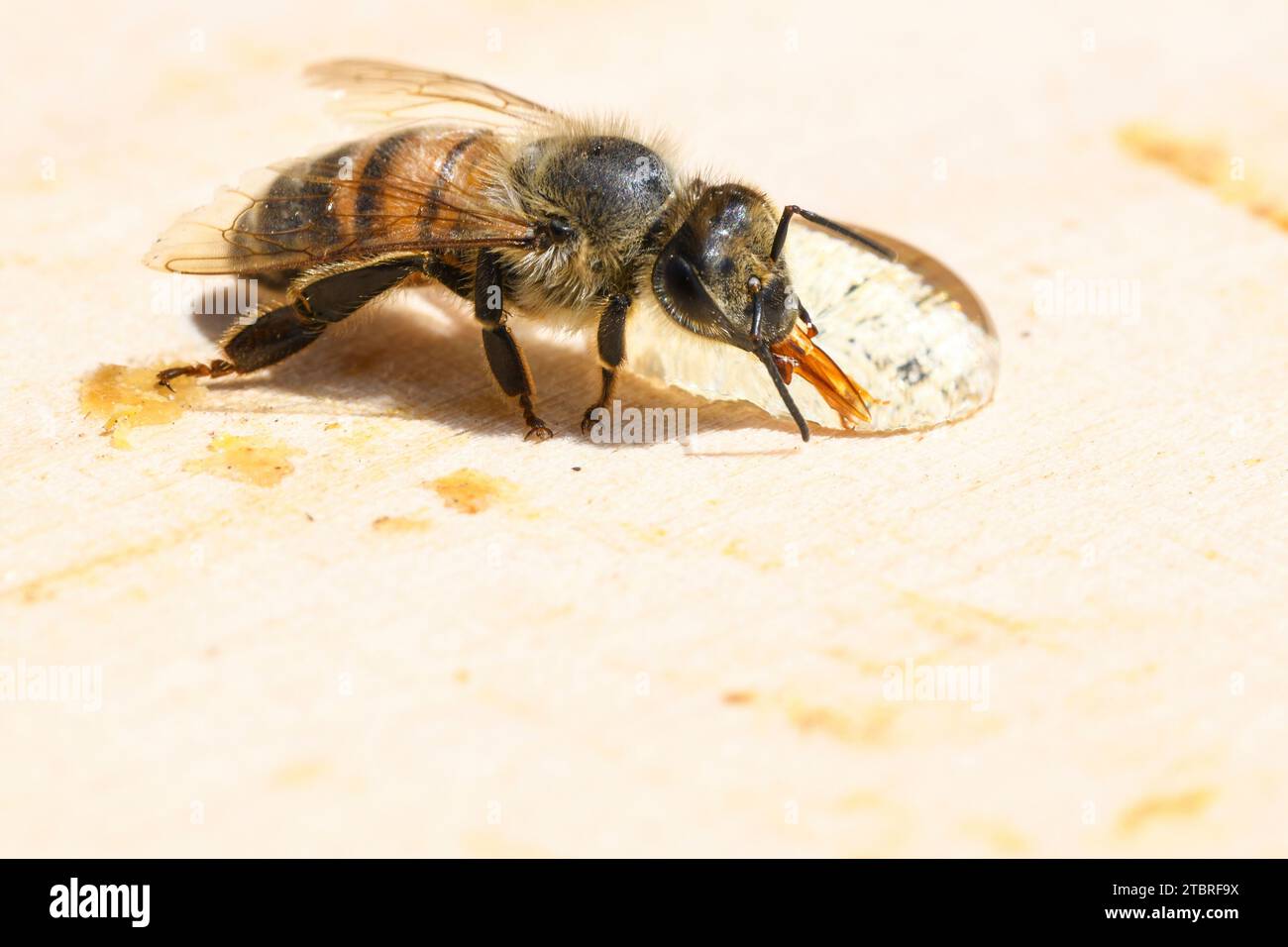 Ape miele occidentale, Apis mellifera che beve da una goccia d'acqua Foto Stock