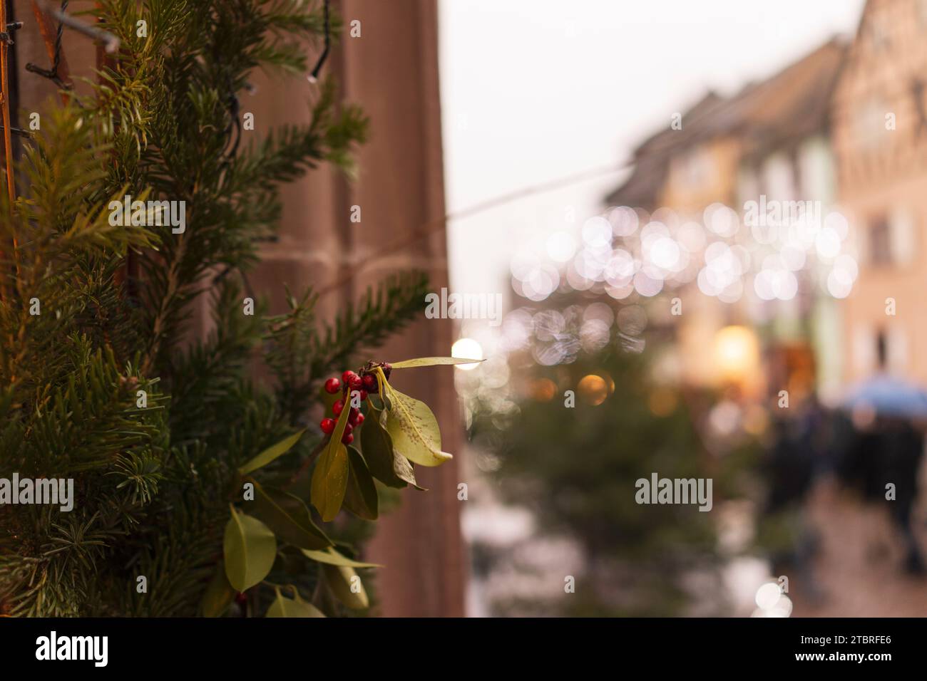 Mistletoe Bush nel centro della città Foto Stock