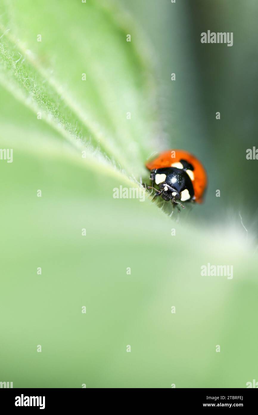 Ladybug, Coccinellidae Foto Stock