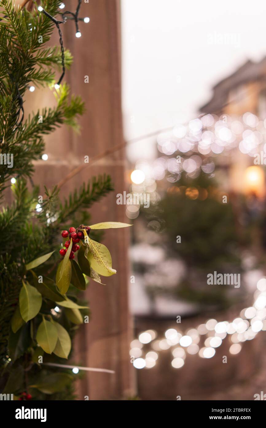Mistletoe Bush nel centro della città Foto Stock