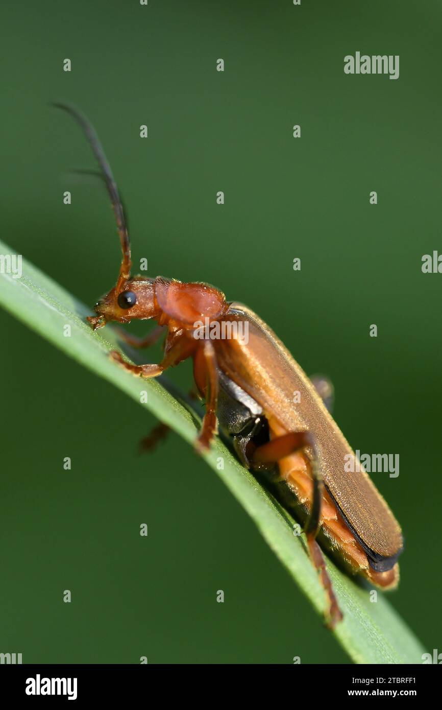 Comune soldato rosso beetle, Rhagonycha fulva Foto Stock