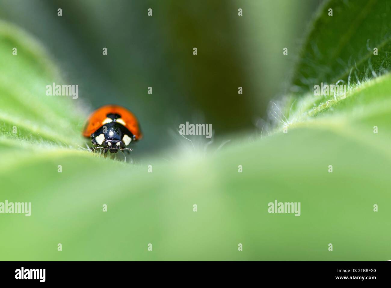 Ladybug, Coccinellidae Foto Stock