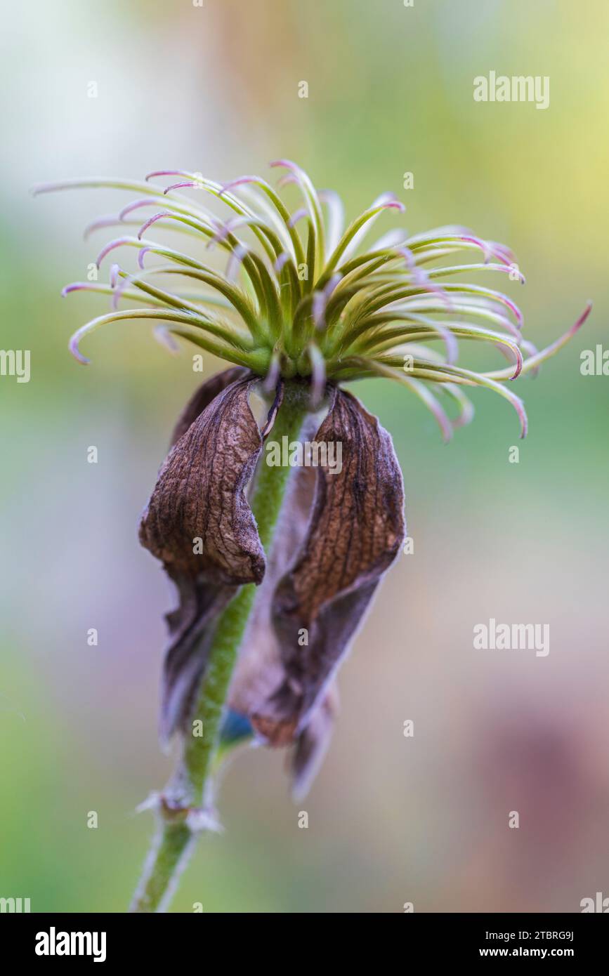 pianta di clematis sbiadita, sfondo verde, simbolo, bellezza in decadimento Foto Stock