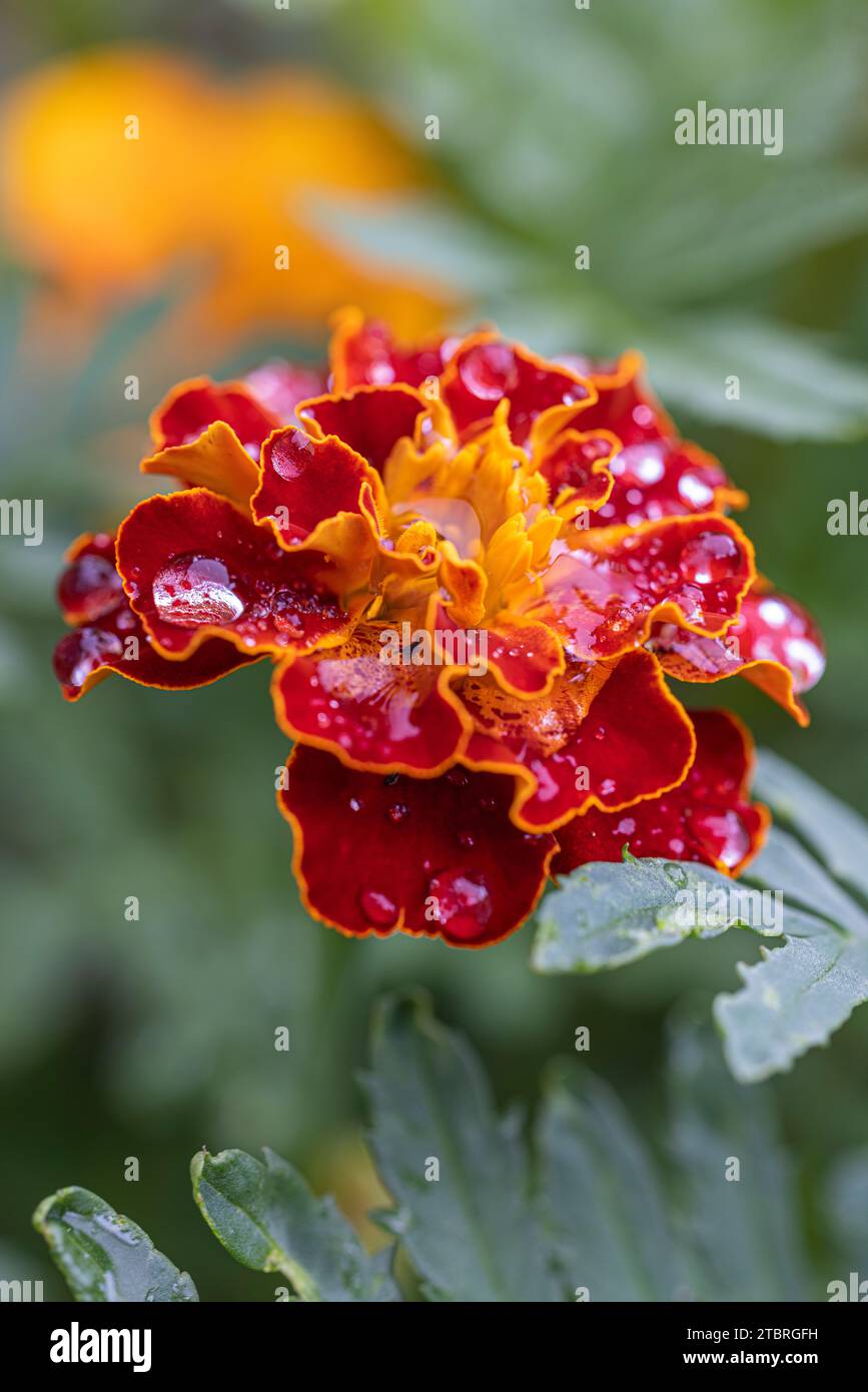 Calendula francese (Tagetes patula hybride), fiore giallo brillante rosso arancio, gocce di pioggia Foto Stock