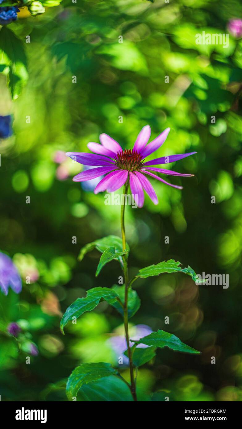 incantevole pianta in giardino, bokeh circolare astratto Foto Stock