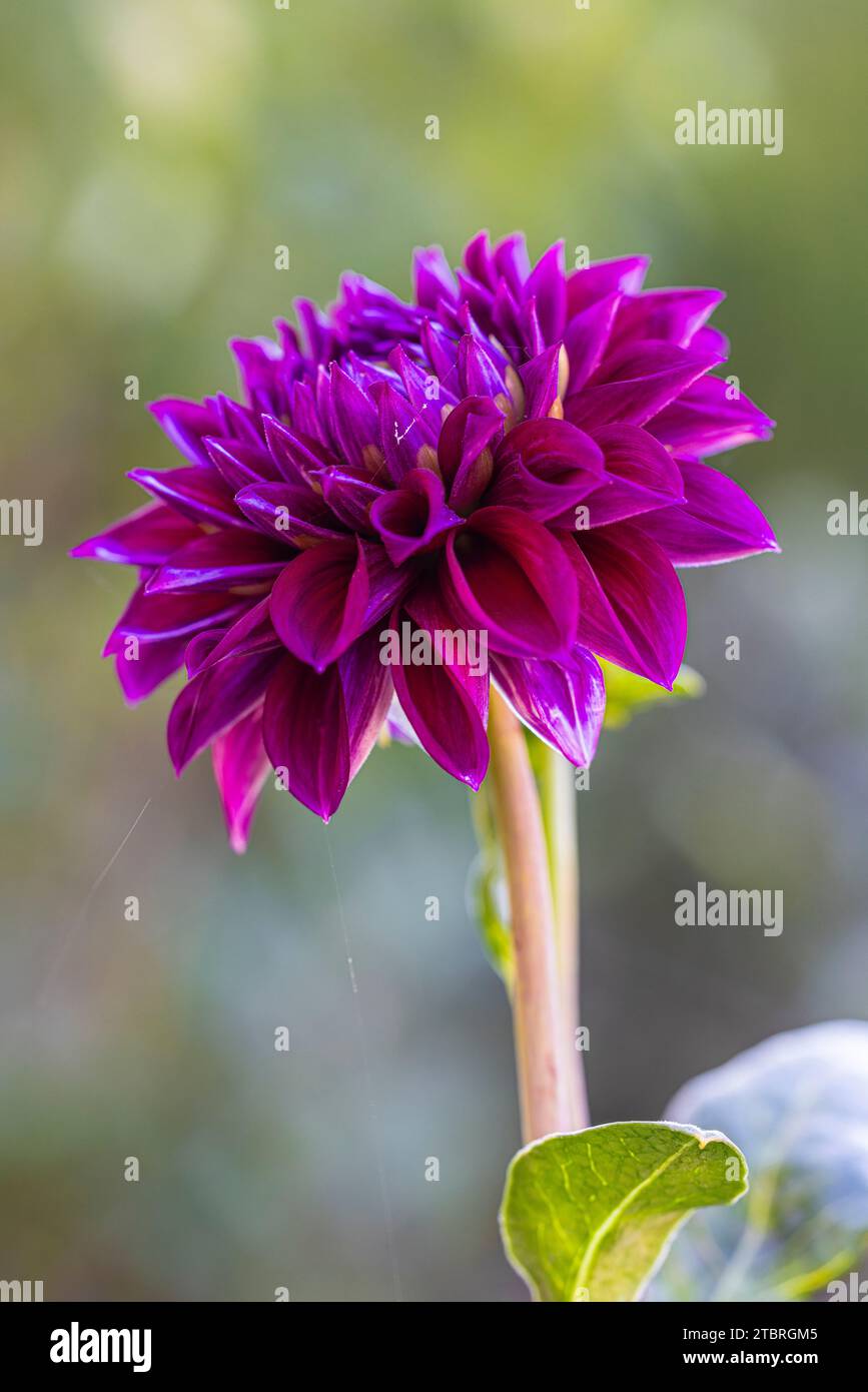 dahlia fiorita di ninfee, primo piano nella natura Foto Stock