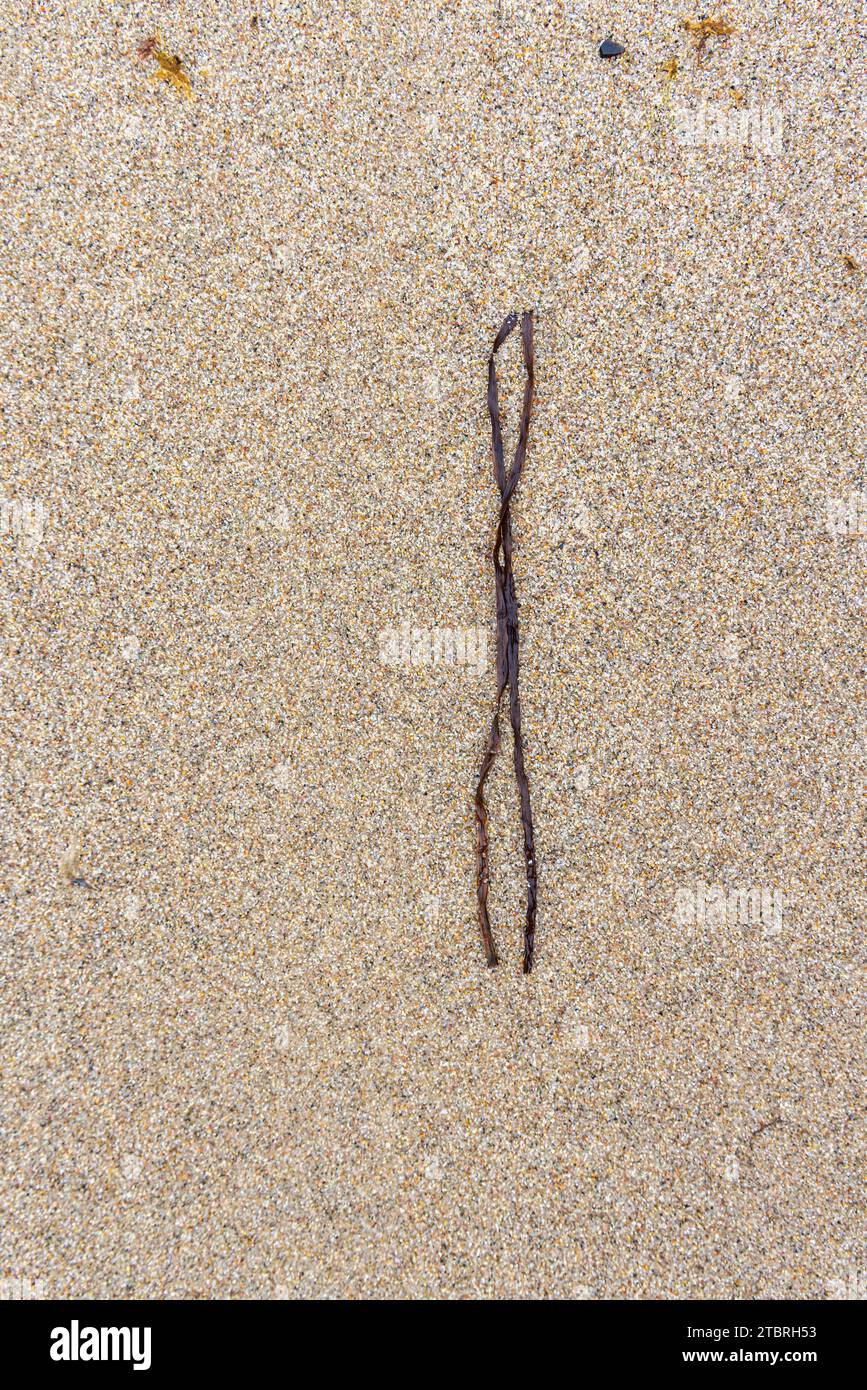 Vista a grandezza naturale della spiaggia di sabbia con alghe marine, vista dall'alto Foto Stock