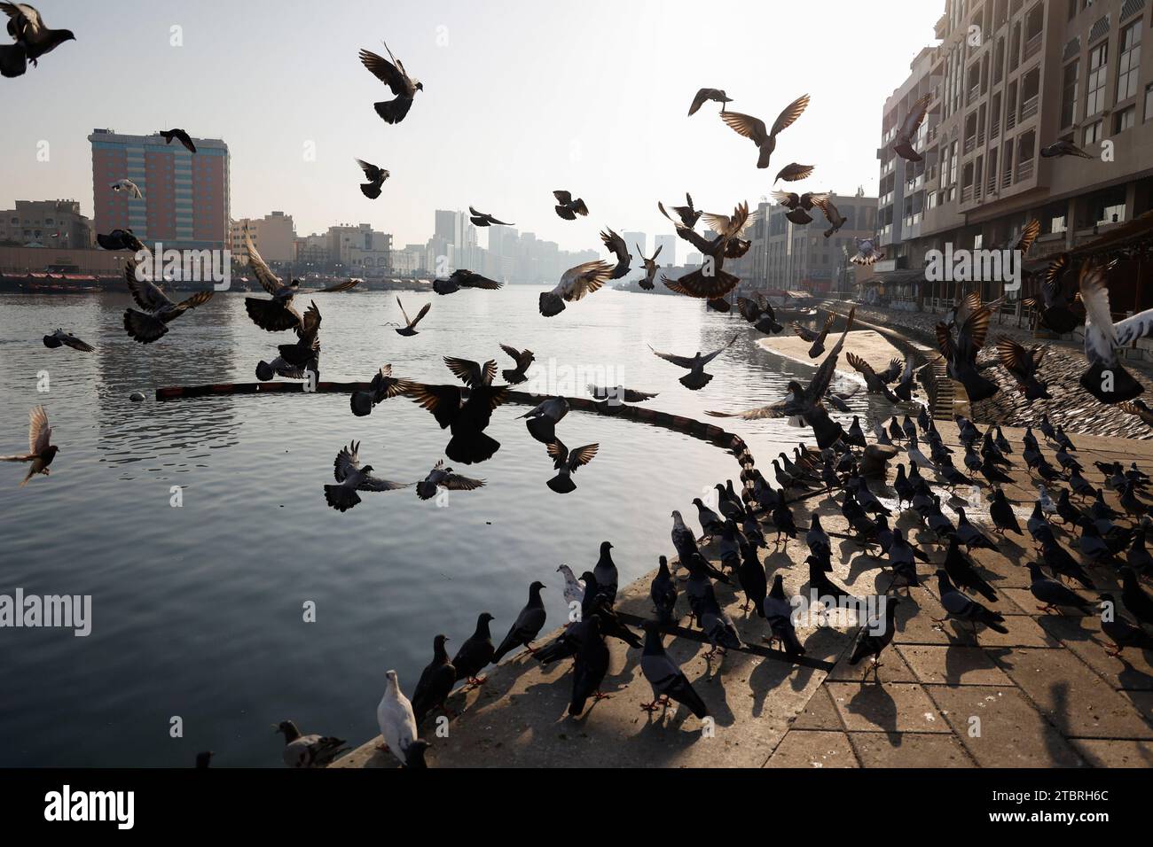 Grande gregge di piccioni che volano al Dubai Creek al mattino, Dubai, Emirati Arabi Uniti. Foto Stock