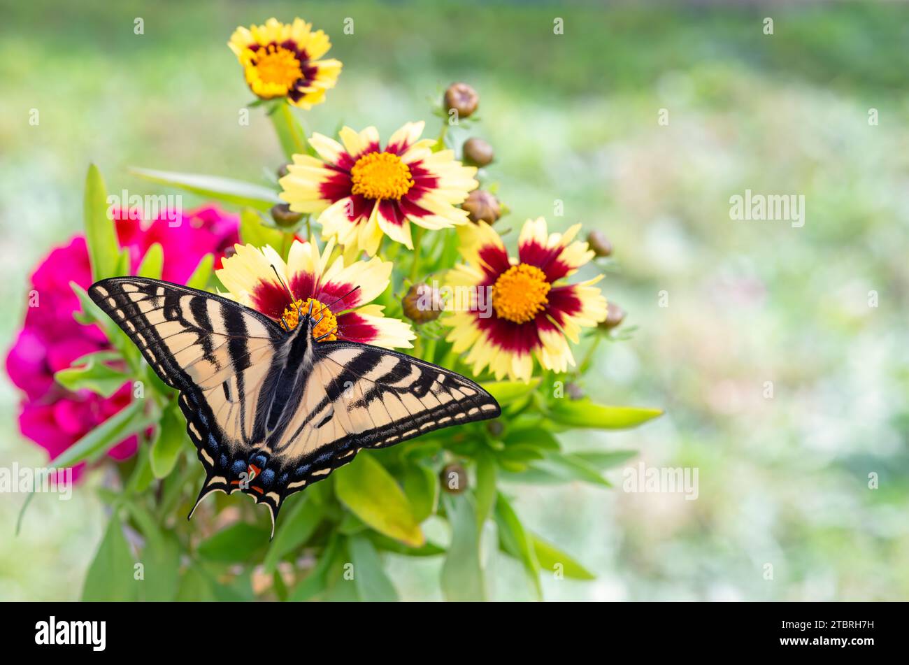 Macro di una tigre occidentale farfalla a coda di rondine (papilio rutulus) che si nutre di fiori di coreopsi. Vista dall'alto con le ali aperte. Foto Stock