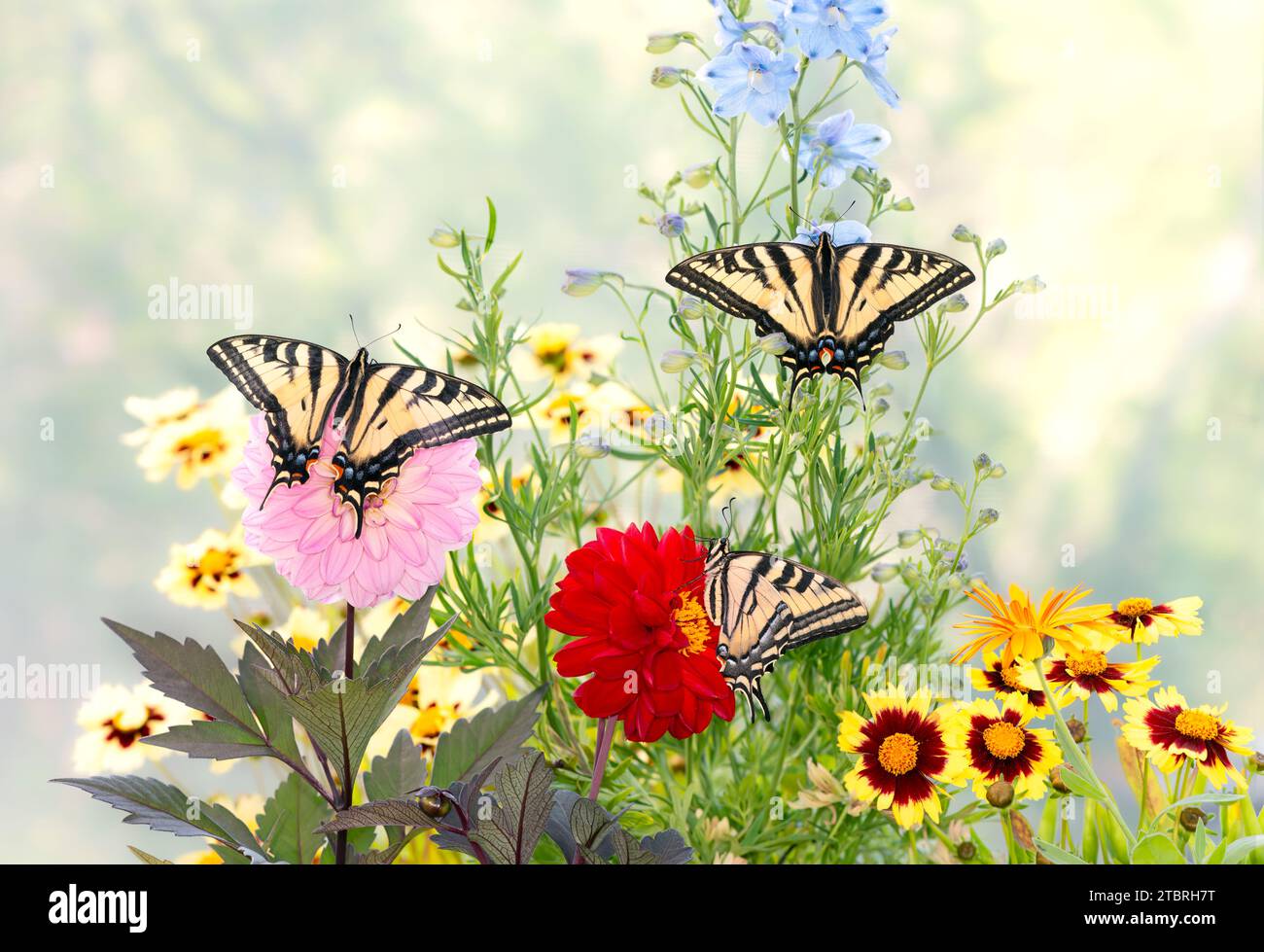 Macro di 3 code di tigre occidentali (Papilio rutulus) che si nutrono insieme di un delfinio. Vista dall'alto con le ali aperte. Foto Stock