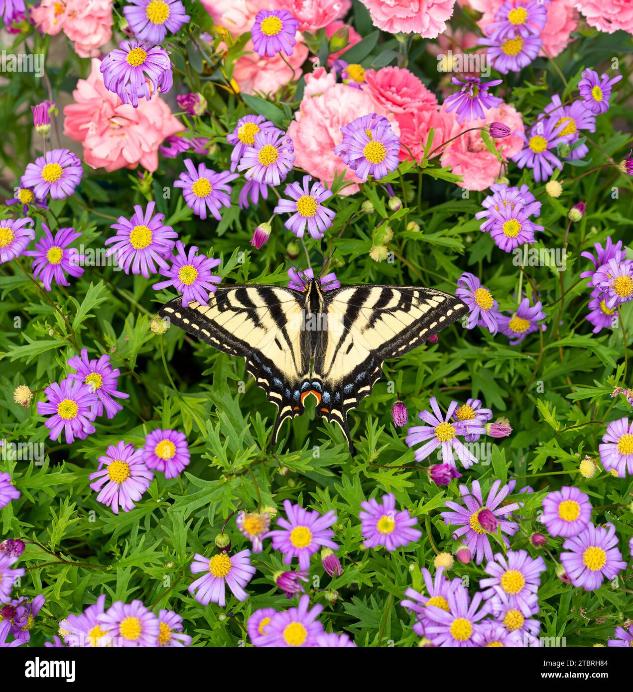 Macro di una tigre occidentale farfalla a coda di rondine (papilio rutulus) circondata da fiori. Vista dall'alto con le ali aperte. Foto Stock