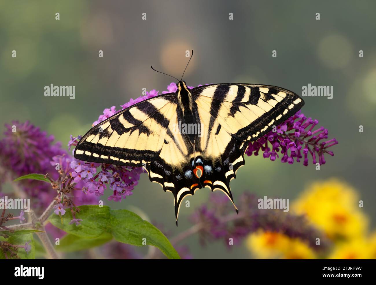 Macro di una tigre occidentale farfalla a coda di rondine (papilio rutulus) che si nutre di un cespuglio di farfalle (buddleiai). Vista dall'alto con le ali aperte. Foto Stock