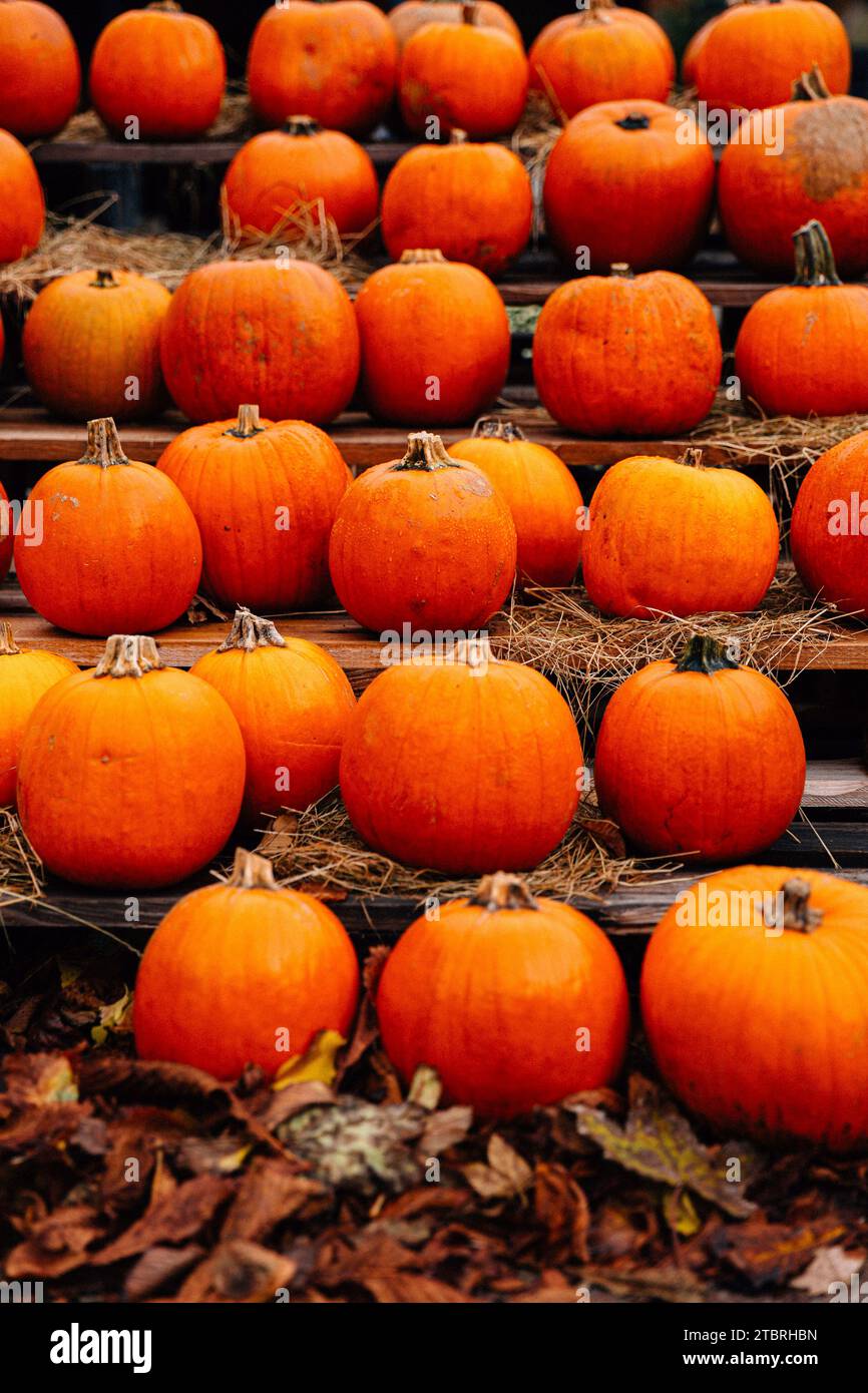 Zucche di Halloween Foto Stock